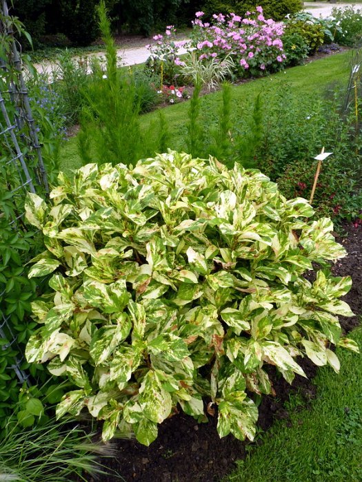 Polygonum x 'Painter's Palette' (3)